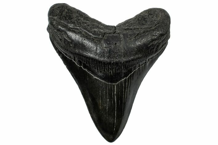 Fossil Megalodon Tooth - South Carolina #310034